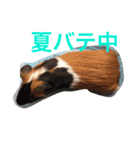 ぴぽとチョコ（個別スタンプ：15）