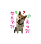 柴犬つむぎ 6（個別スタンプ：3）