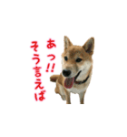 柴犬つむぎ 6（個別スタンプ：24）