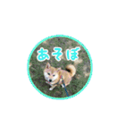 柴犬つむぎ 6（個別スタンプ：26）