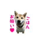 柴犬つむぎ 6（個別スタンプ：33）