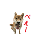 柴犬つむぎ 6（個別スタンプ：37）