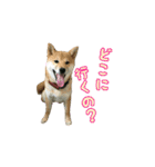 柴犬つむぎ 6（個別スタンプ：38）