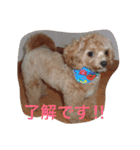 プル（個別スタンプ：1）