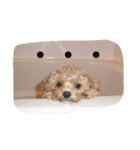 プル（個別スタンプ：8）