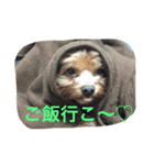 プル（個別スタンプ：15）