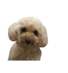 もこもこ✴︎たいむ② 文字無しver.（個別スタンプ：25）