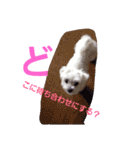 マルチーズのハッピーパート2（個別スタンプ：3）