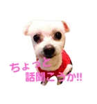 マルチーズのハッピーパート2（個別スタンプ：5）