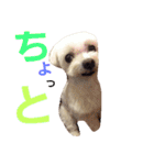 マルチーズのハッピーパート2（個別スタンプ：14）