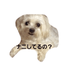マルチーズのハッピーパート2（個別スタンプ：18）