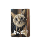 ルカのひと言（個別スタンプ：1）