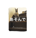 ルカのひと言（個別スタンプ：2）