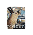 ルカのひと言（個別スタンプ：4）