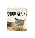 ルカのひと言（個別スタンプ：5）