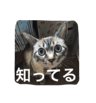 ルカのひと言（個別スタンプ：11）