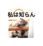 ルカのひと言（個別スタンプ：12）