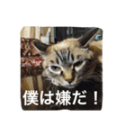 ルカのひと言（個別スタンプ：13）