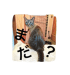ルカのひと言（個別スタンプ：19）