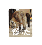 ルカのひと言（個別スタンプ：20）