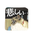 ルカのひと言（個別スタンプ：21）