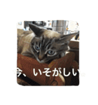 ルカのひと言（個別スタンプ：23）