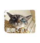 ルカのひと言（個別スタンプ：29）