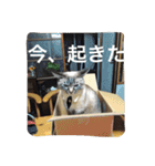 ルカのひと言（個別スタンプ：31）