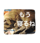 ルカのひと言（個別スタンプ：33）