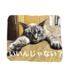 ルカのひと言（個別スタンプ：34）