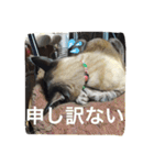 ルカのひと言（個別スタンプ：38）
