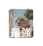 ルカのひと言（個別スタンプ：40）