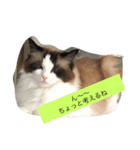 猫好きさんのための使えるスタンプ（個別スタンプ：2）
