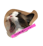 猫好きさんのための使えるスタンプ（個別スタンプ：4）