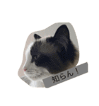 猫好きさんのための使えるスタンプ（個別スタンプ：5）