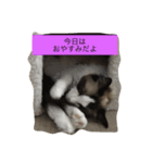 猫好きさんのための使えるスタンプ（個別スタンプ：7）