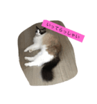 猫好きさんのための使えるスタンプ（個別スタンプ：8）