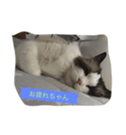 猫好きさんのための使えるスタンプ（個別スタンプ：11）