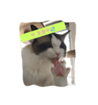 猫好きさんのための使えるスタンプ（個別スタンプ：12）