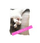 猫好きさんのための使えるスタンプ（個別スタンプ：13）