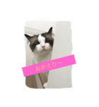 猫好きさんのための使えるスタンプ（個別スタンプ：14）