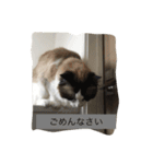 猫好きさんのための使えるスタンプ（個別スタンプ：15）