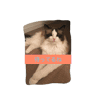 猫好きさんのための使えるスタンプ（個別スタンプ：16）