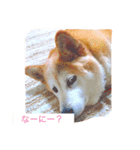 ハムチョコとはなの日常（個別スタンプ：1）