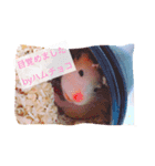 ハムチョコとはなの日常（個別スタンプ：3）