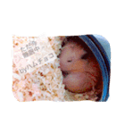 ハムチョコとはなの日常（個別スタンプ：4）