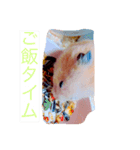 ハムチョコとはなの日常（個別スタンプ：6）