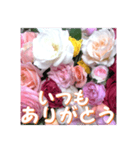 薔薇の花♡アソート11_挨拶メッセージ（個別スタンプ：3）