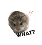 ニコの日常会話（個別スタンプ：1）
