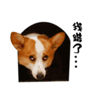 Corgi Orange is Awesome（個別スタンプ：1）